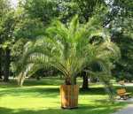 Chopin Park - the palm - Gliwice pictures