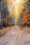 Birch Path - Nowe Miasto nad Pilica pictures
