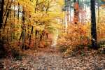 Autumn - Nowe Miasto nad Pilica pictures