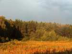 Obrzycko forests - Obrzycko pictures