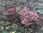 Armillaria mellea 2007 - Lublin pictures