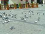 Doves at Market Square - Raciborz pictures