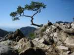 A pine tree on Sokolica Mountain - Szczawnica pictures