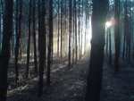 Forest - Nowe Miasto nad Pilica pictures