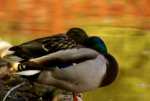 Ducks - Wielkie Oleckie Lake - Olecko pictures