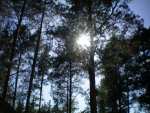 Sosnowe Bory - Myszyniec pictures