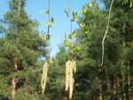 Forest - Myszyniec pictures