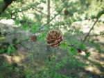 Forest - Myszyniec pictures