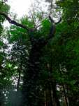 A pine tree - Jastrzebia Gora