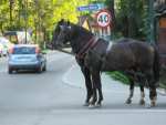 Horses - Zakopane
