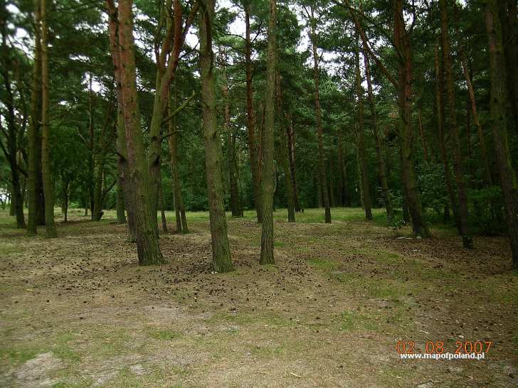 A forest at Kamienski Reservoir - Miedzywodzie