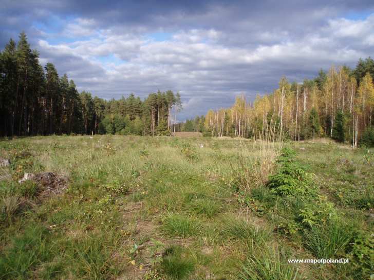 A forest glade near Elk - Elk