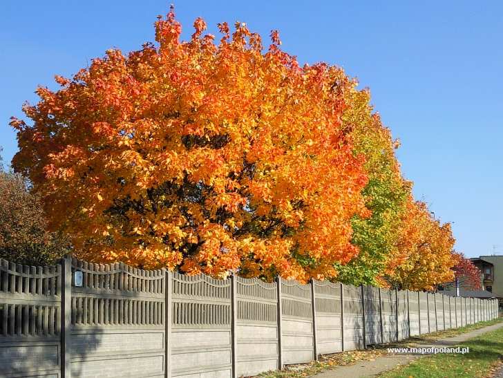 Autumn - Czeladz