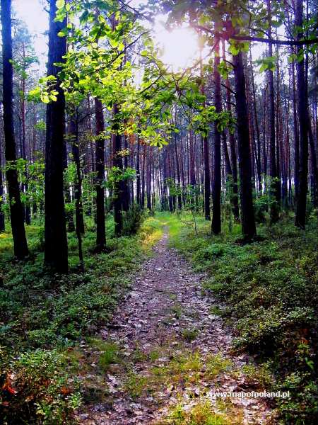 A forest road - Lipsko